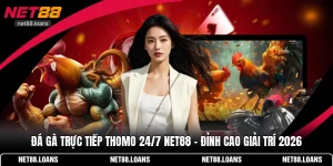 đá gà trực tiếp Thomo 24/7