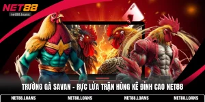 Trường gà Savan